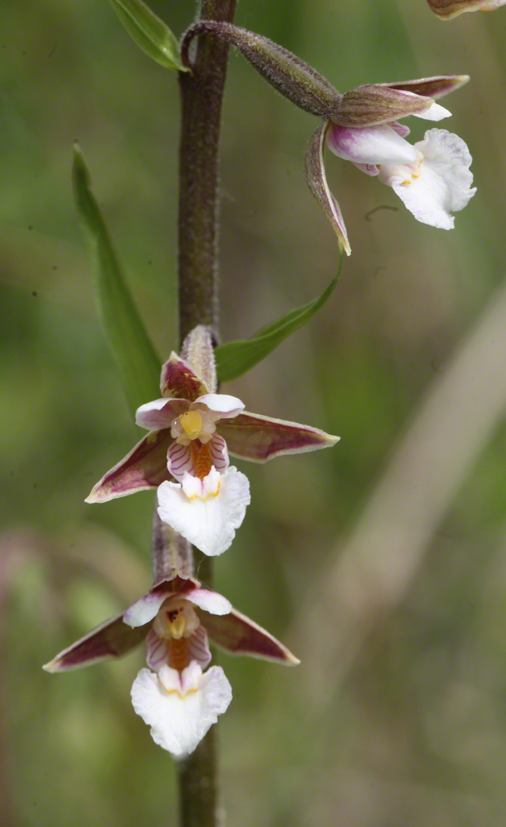 Epipactis palustris – Sumpf-Ständelwurz